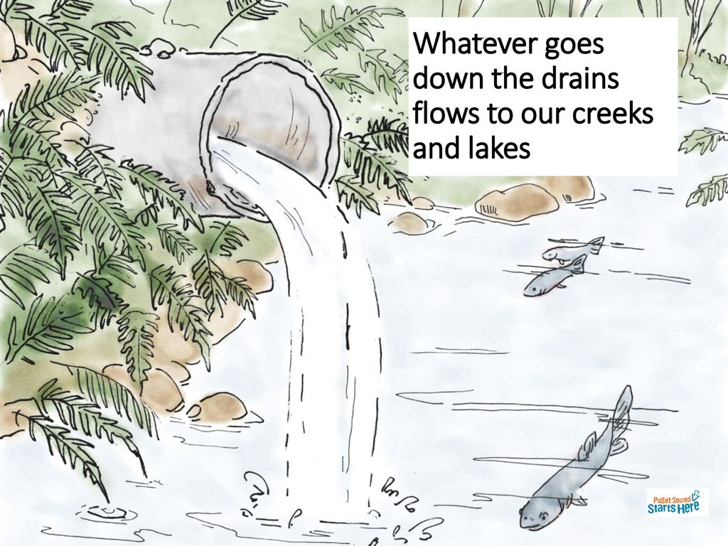 Whatever goes down the drains flows to our creeks and lakes
