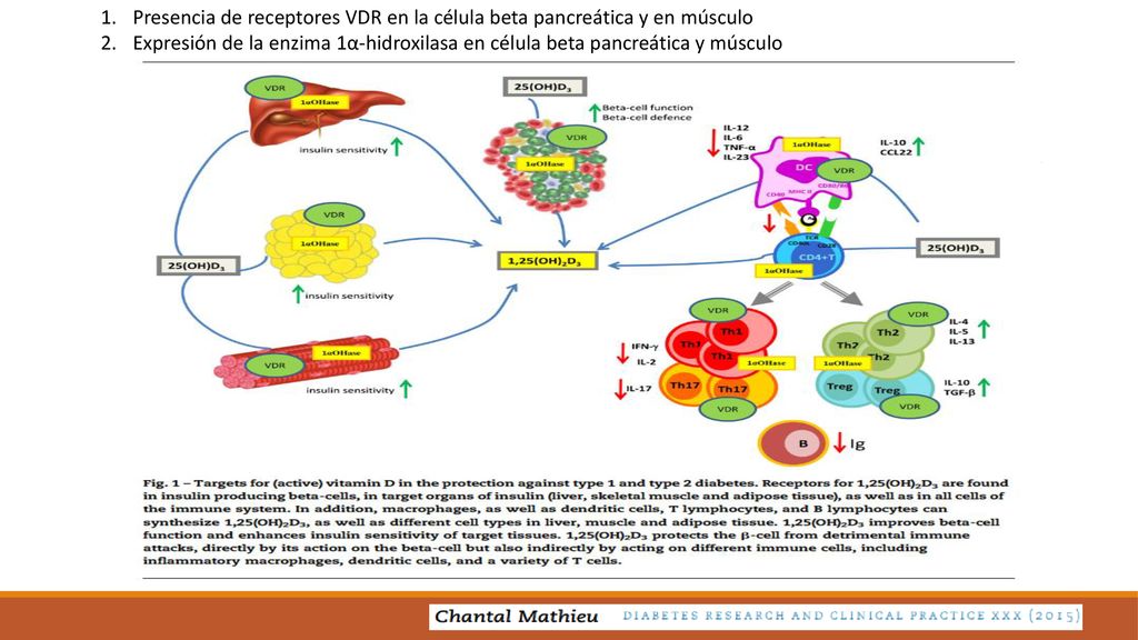 Presencia de receptores VDR en la célula beta pancreática y en músculo