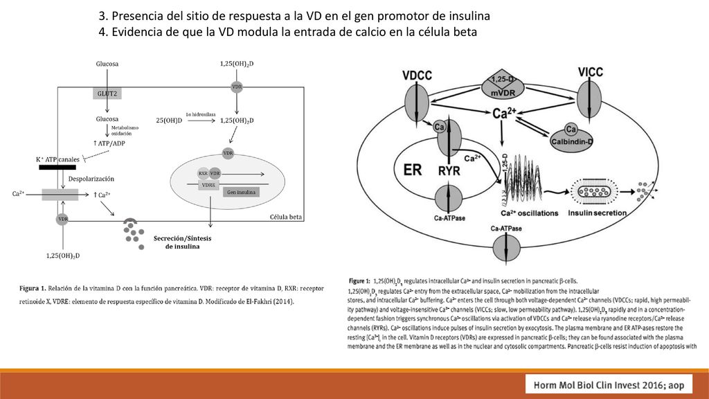 3. Presencia del sitio de respuesta a la VD en el gen promotor de insulina