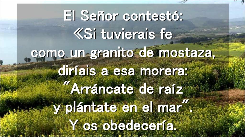 El Señor contestó: «Si tuvierais fe como un granito de mostaza, diríais a esa morera: Arráncate de raíz y plántate en el mar .
