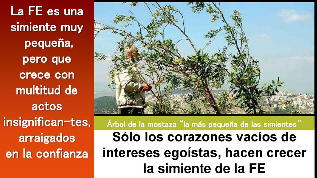 La FE es una simiente muy pequeña, pero que crece con multitud de