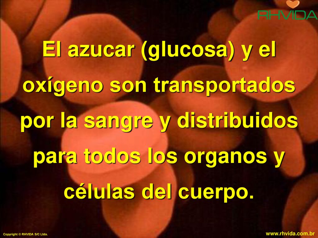 El azucar (glucosa) y el oxígeno son transportados por la sangre y distribuidos para todos los organos y células del cuerpo.