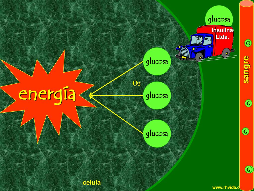 energía sangre glucosa O2 glucosa celula Insulina Ltda. G G G G