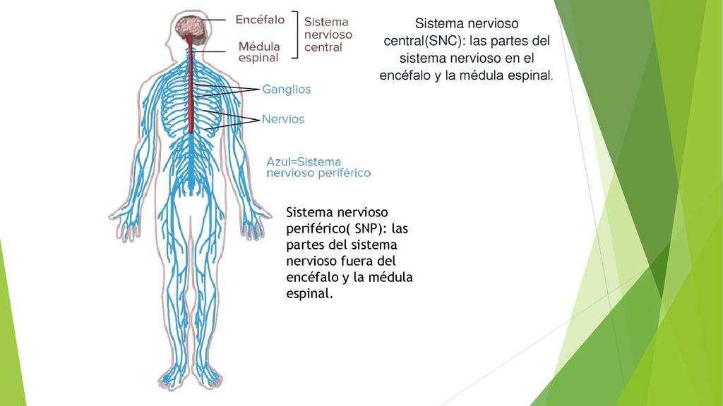 Sistema nervioso central(SNC): las partes del sistema nervioso en el encéfalo y la médula espinal.