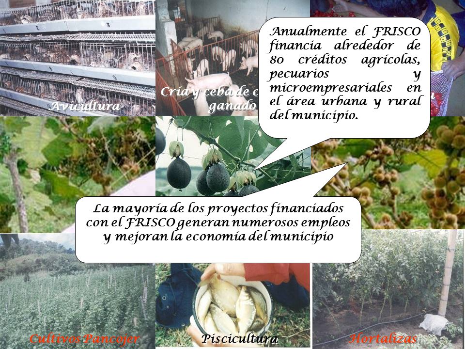 Cría y ceba de cerdos y ganado Ají picante para exportación Avicultura