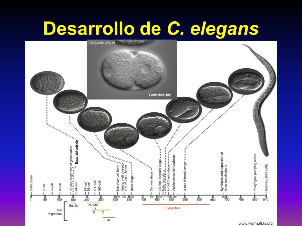 Desarrollo de C. elegans