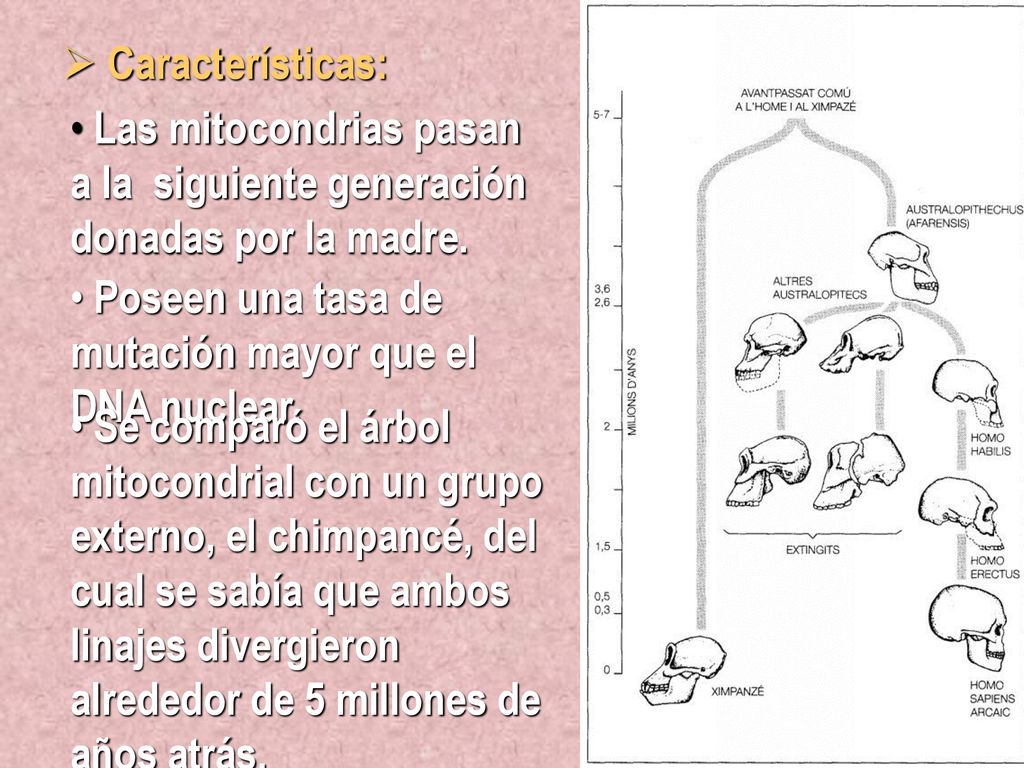 Características: Las mitocondrias pasan a la siguiente generación donadas por la madre. Poseen una tasa de mutación mayor que el DNA nuclear.