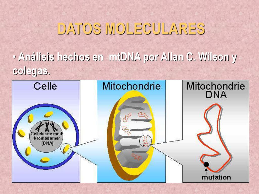 DATOS MOLECULARES Análisis hechos en mtDNA por Allan C. Wilson y colegas.