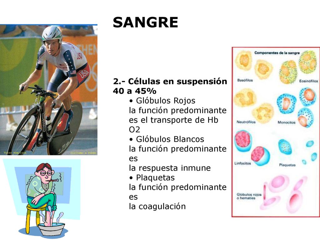 SANGRE 2.- Células en suspensión 40 a 45% Glóbulos Rojos