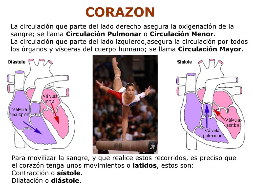 CORAZON La circulación que parte del lado derecho asegura la oxigenación de la. sangre; se llama Circulación Pulmonar o Circulación Menor.