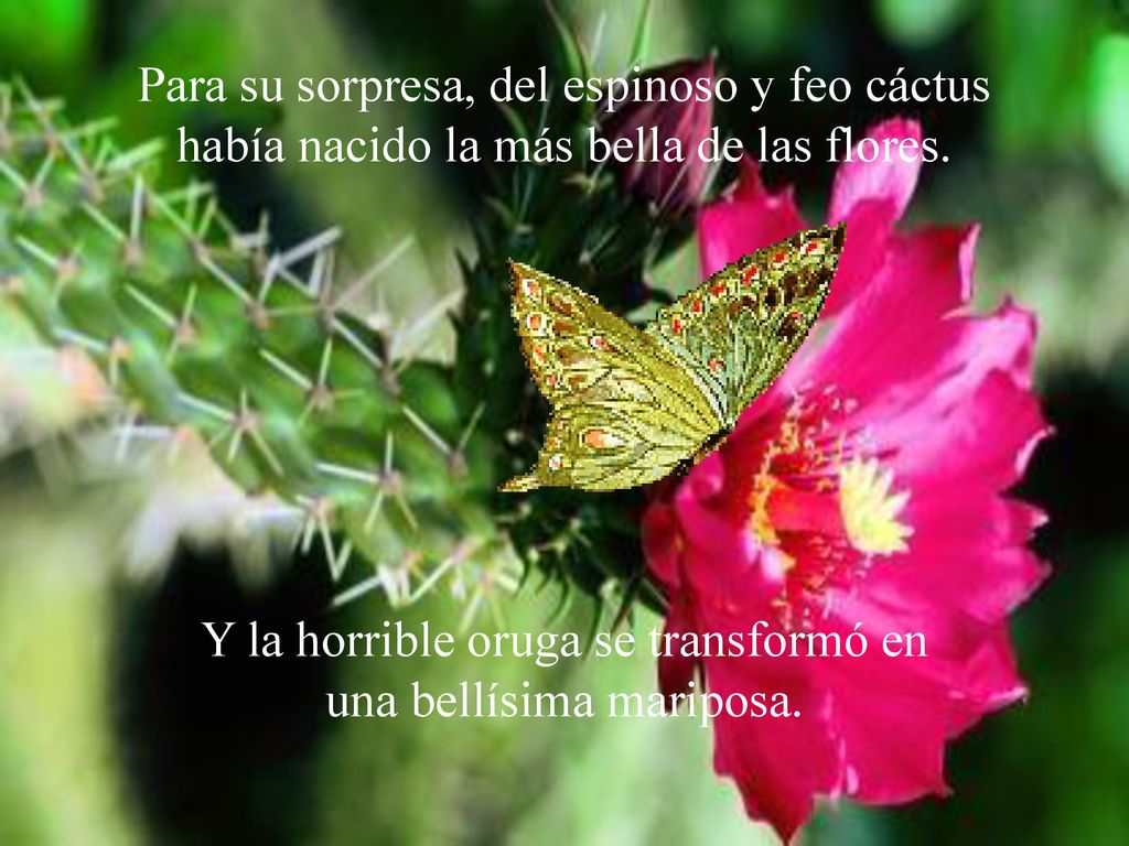 Y la horrible oruga se transformó en una bellísima mariposa.