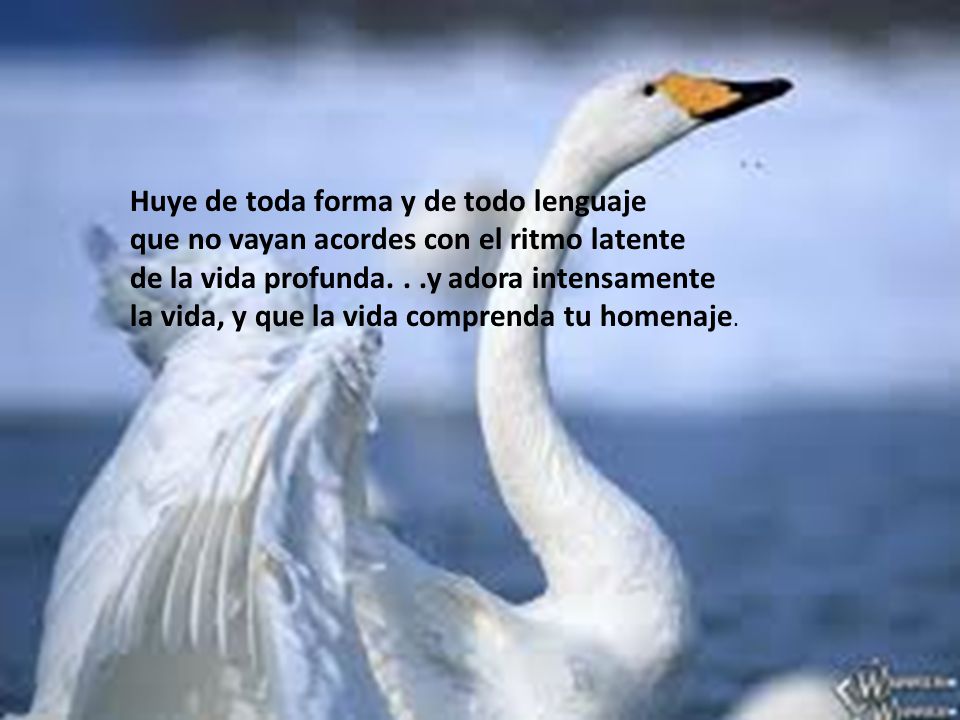 Huye de toda forma y de todo lenguaje que no vayan acordes con el ritmo latente de la vida profunda.