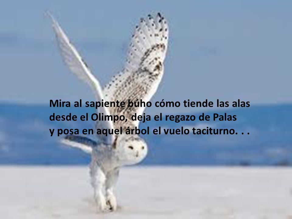 Mira al sapiente búho cómo tiende las alas desde el Olimpo, deja el regazo de Palas y posa en aquel árbol el vuelo taciturno.