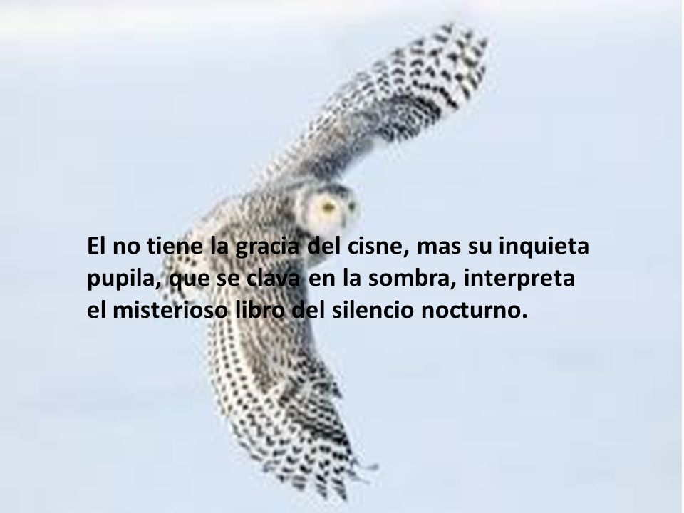 El no tiene la gracia del cisne, mas su inquieta pupila, que se clava en la sombra, interpreta el misterioso libro del silencio nocturno.
