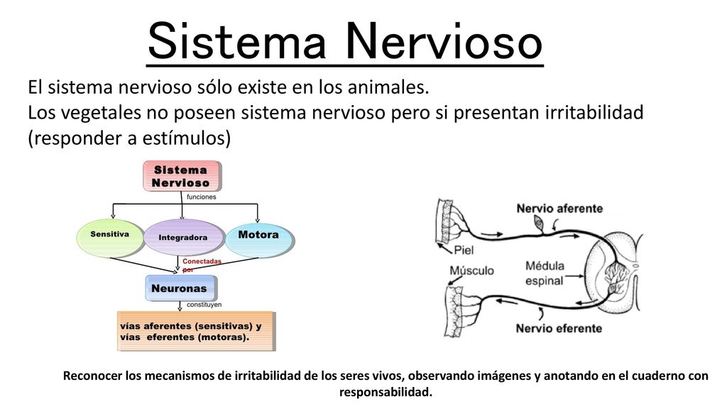 Sistema Nervioso El sistema nervioso sólo existe en los animales.