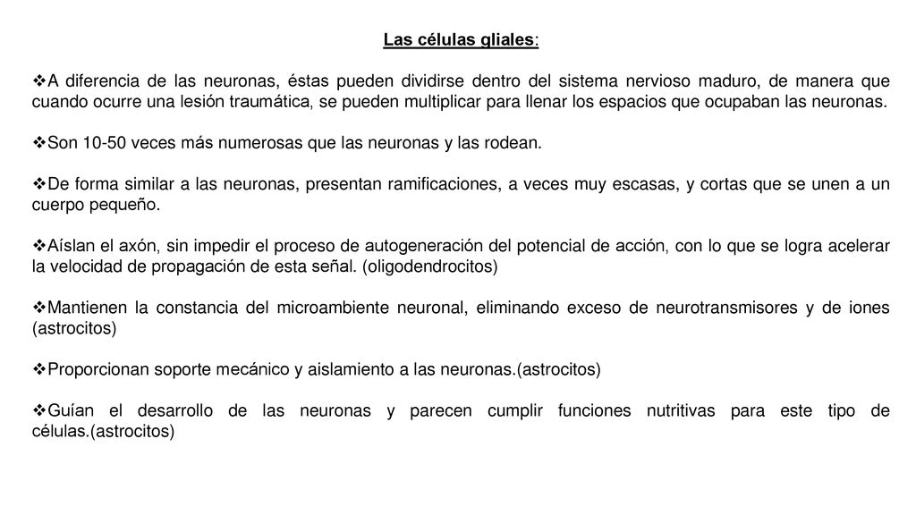 Son veces más numerosas que las neuronas y las rodean.