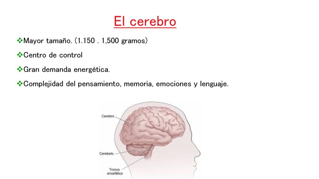 El cerebro Mayor tamaño. ( ,500 gramos) Centro de control