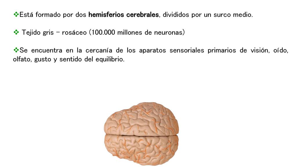 Está formado por dos hemisferios cerebrales, divididos por un surco medio.