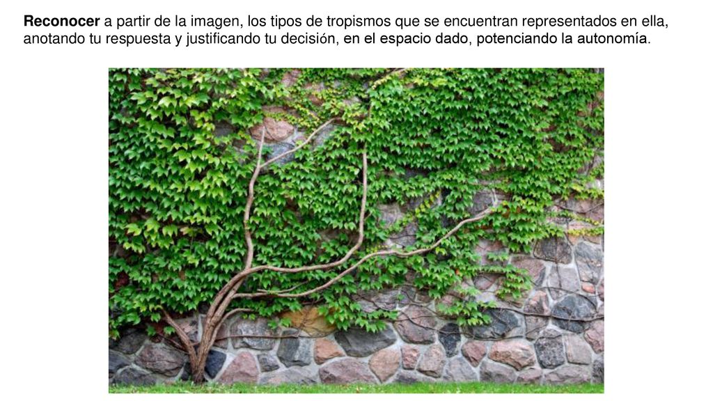 Reconocer a partir de la imagen, los tipos de tropismos que se encuentran representados en ella,