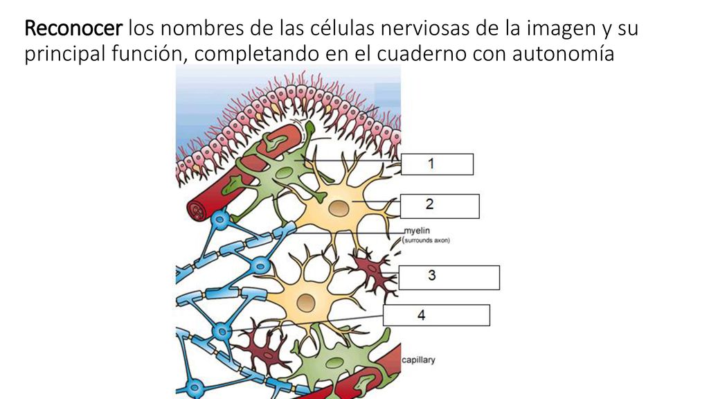 Reconocer los nombres de las células nerviosas de la imagen y su principal función, completando en el cuaderno con autonomía