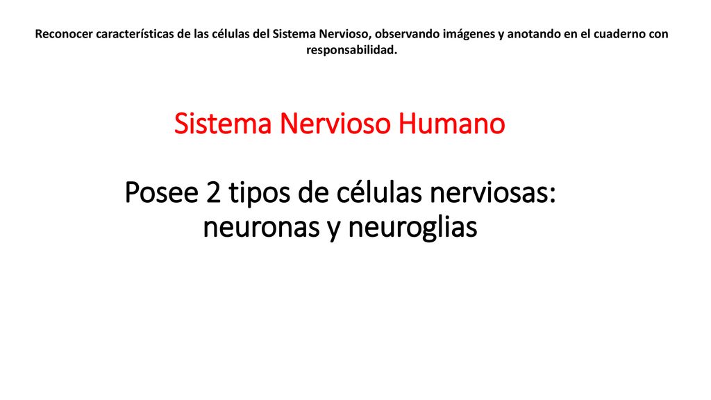 Reconocer características de las células del Sistema Nervioso, observando imágenes y anotando en el cuaderno con responsabilidad.