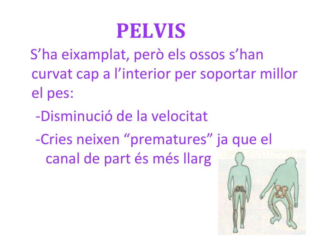 PELVIS S’ha eixamplat, però els ossos s’han curvat cap a l’interior per soportar millor el pes: -Disminució de la velocitat.