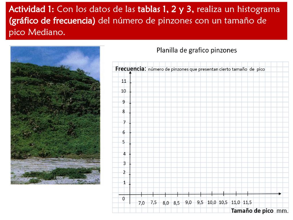 Actividad 1: Con los datos de las tablas 1, 2 y 3, realiza un histograma (gráfico de frecuencia) del número de pinzones con un tamaño de pico Mediano.