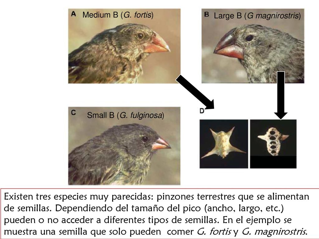 Small B (G. fulginosa) Large B (G magnirostris) Medium B (G. fortis)