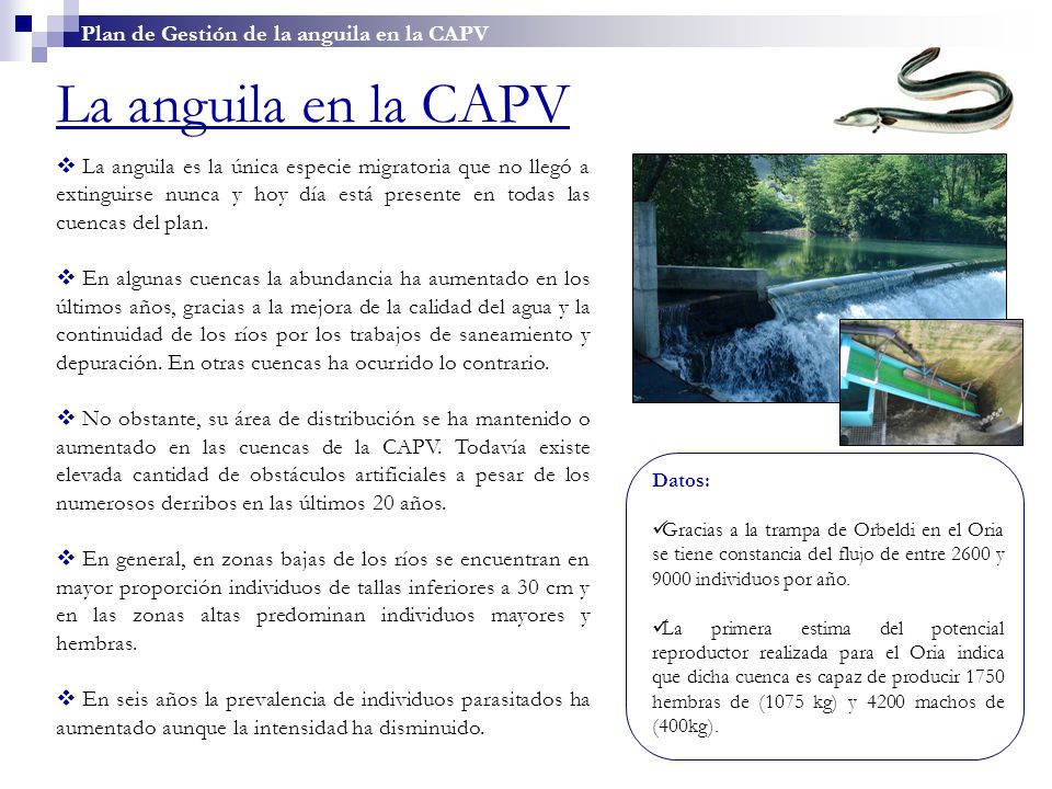 La anguila en la CAPV Plan de Gestión de la anguila en la CAPV