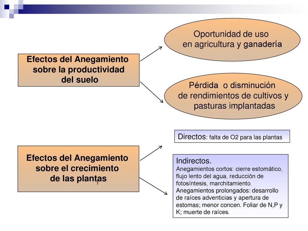 Efectos del Anegamiento sobre la productividad Efectos del Anegamiento