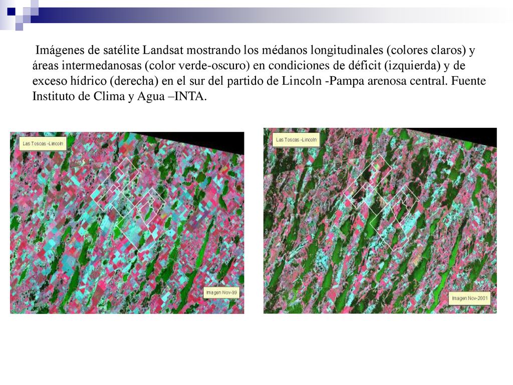 Imágenes de satélite Landsat mostrando los médanos longitudinales (colores claros) y áreas intermedanosas (color verde-oscuro) en condiciones de déficit (izquierda) y de exceso hídrico (derecha) en el sur del partido de Lincoln -Pampa arenosa central.