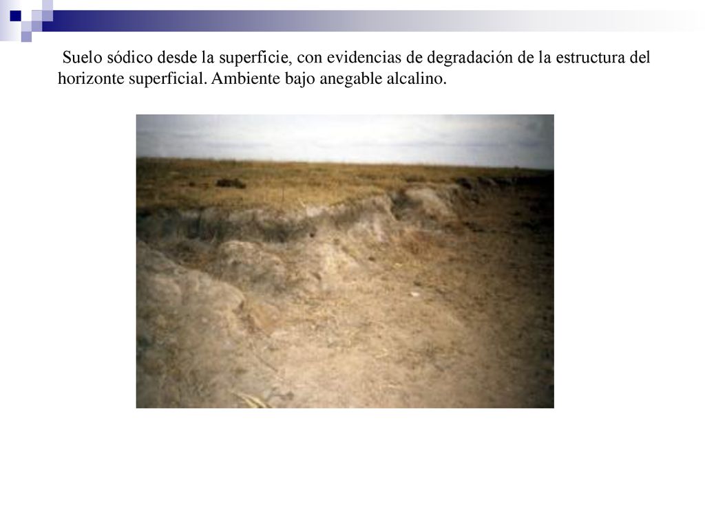 Suelo sódico desde la superficie, con evidencias de degradación de la estructura del