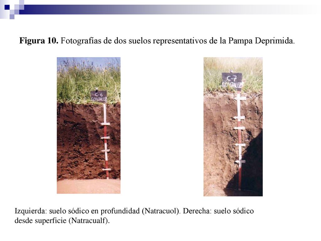 Figura 10. Fotografías de dos suelos representativos de la Pampa Deprimida.