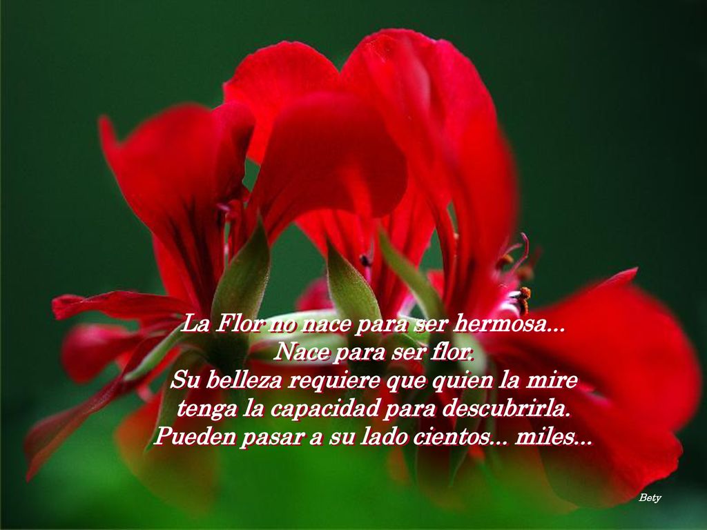La Flor no nace para ser hermosa... Nace para ser flor.