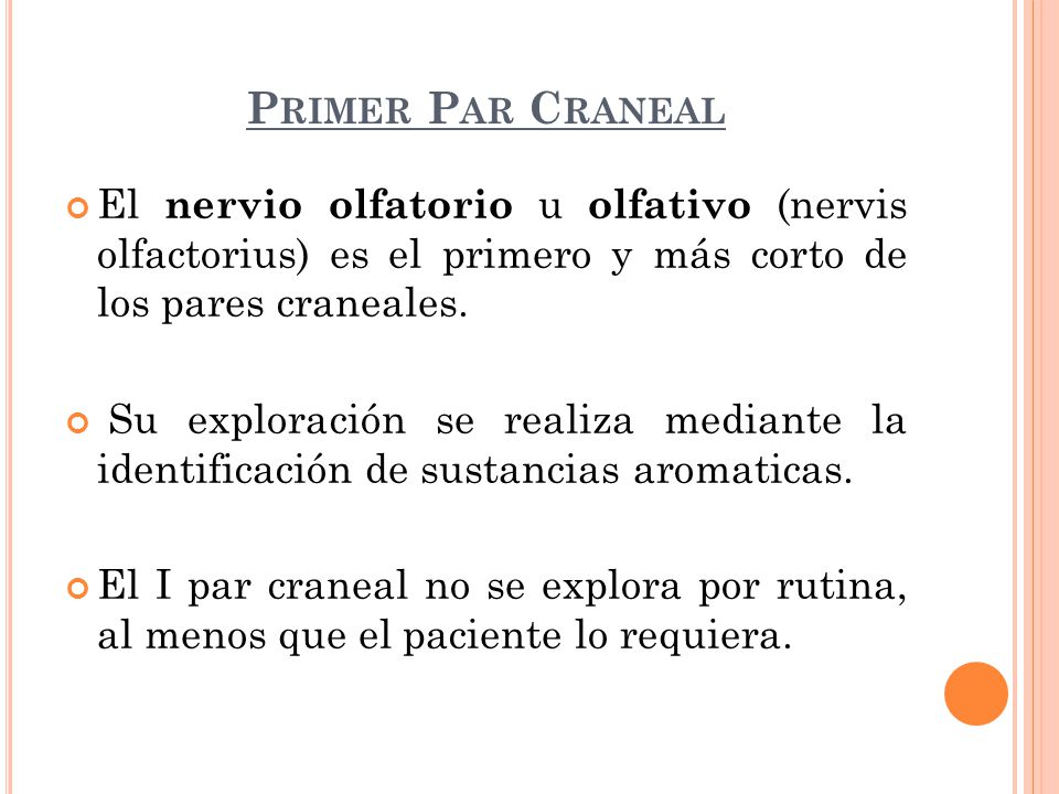 Primer Par Craneal El nervio olfatorio u olfativo (nervis olfactorius) es el primero y más corto de los pares craneales.