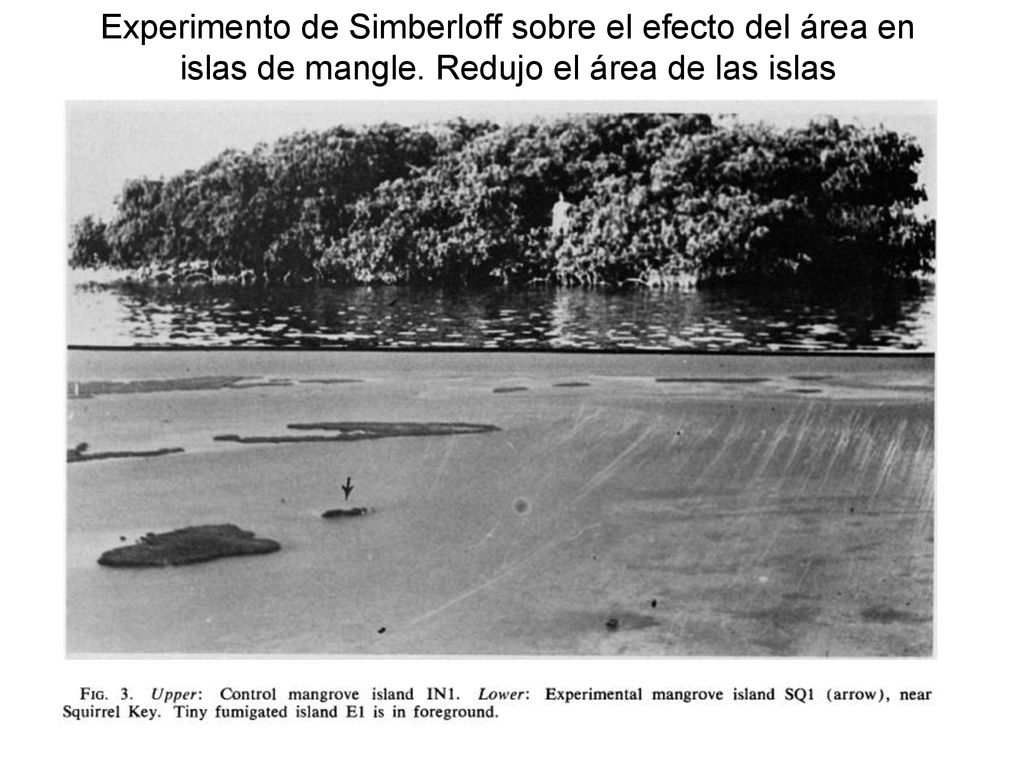 Experimento de Simberloff sobre el efecto del área en islas de mangle
