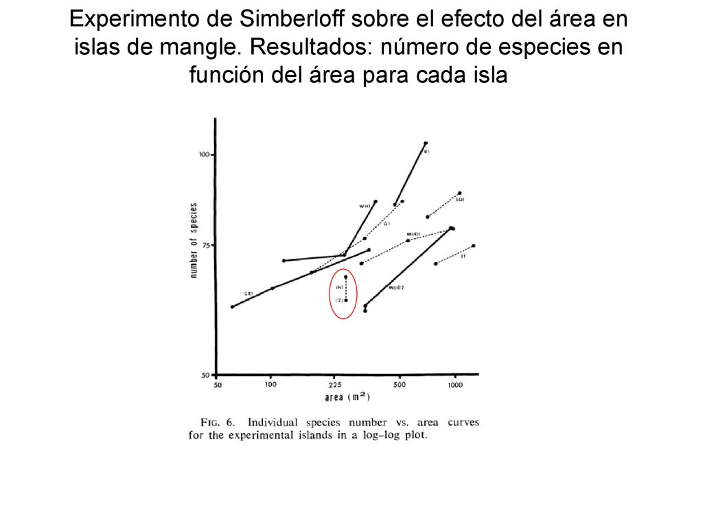 Experimento de Simberloff sobre el efecto del área en islas de mangle