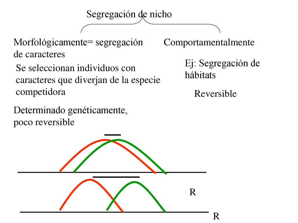 Segregación de nicho Morfológicamente= segregación de caracteres. Comportamentalmente. Ej: Segregación de hábitats.