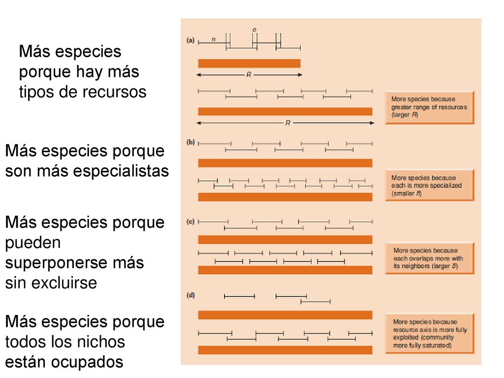 Más especies porque hay más tipos de recursos