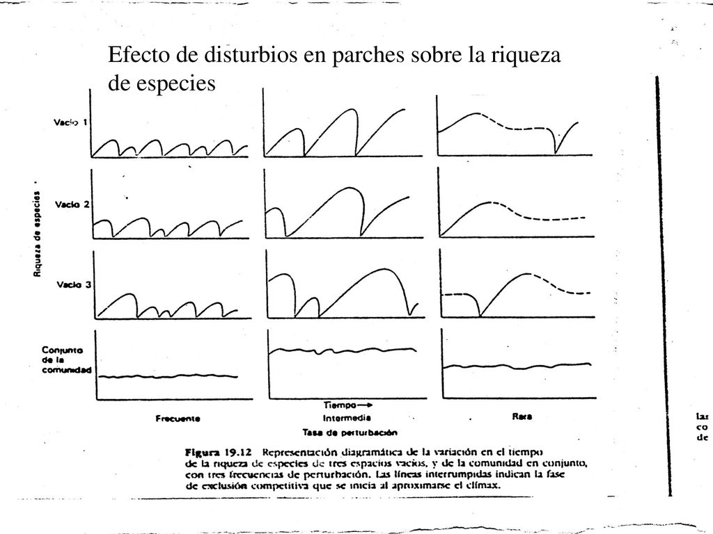 Efecto de disturbios en parches sobre la riqueza de especies