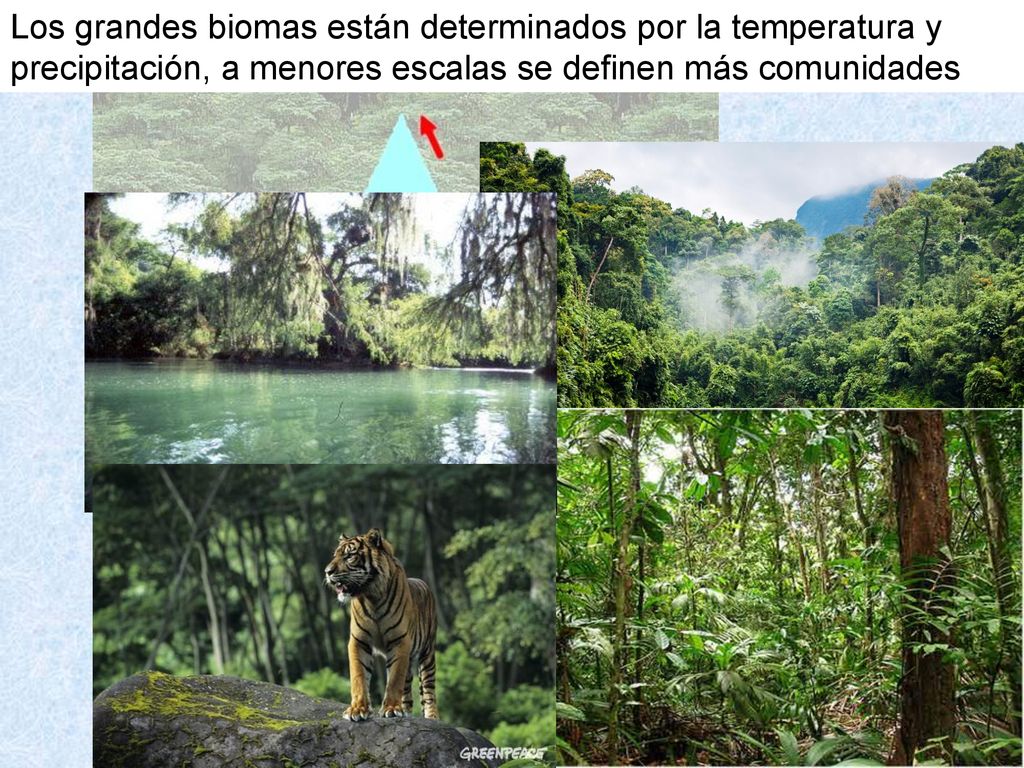 Los grandes biomas están determinados por la temperatura y precipitación, a menores escalas se definen más comunidades