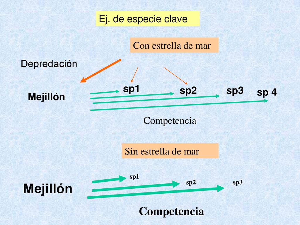 Mejillón Competencia Ej. de especie clave Con estrella de mar