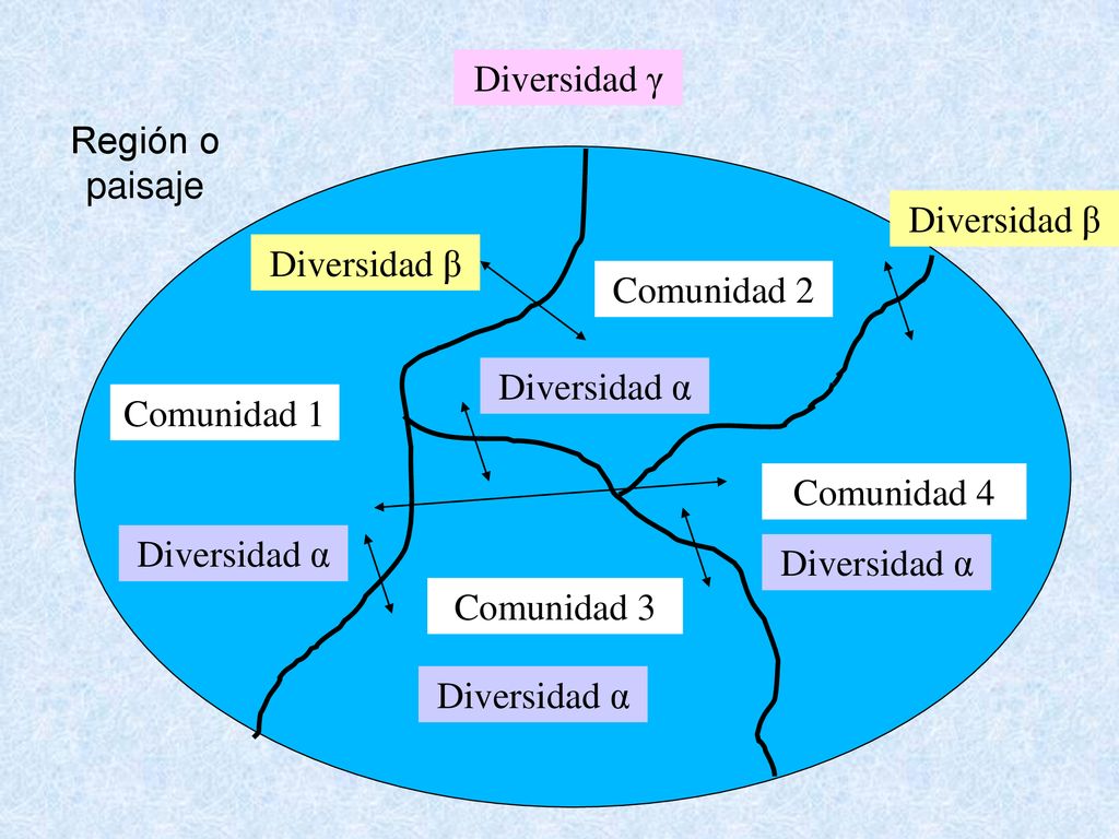 Diversidad γ Región o paisaje. Diversidad β. Comunidad 2. Diversidad α. Comunidad 1. Comunidad 4.
