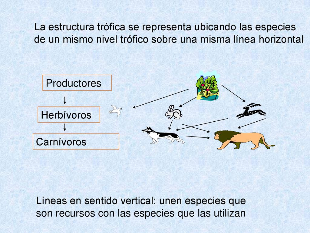 La estructura trófica se representa ubicando las especies de un mismo nivel trófico sobre una misma línea horizontal