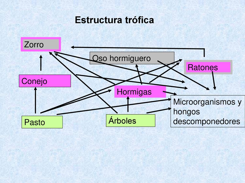 Estructura trófica Zorro Oso hormiguero Ratones Conejo Hormigas