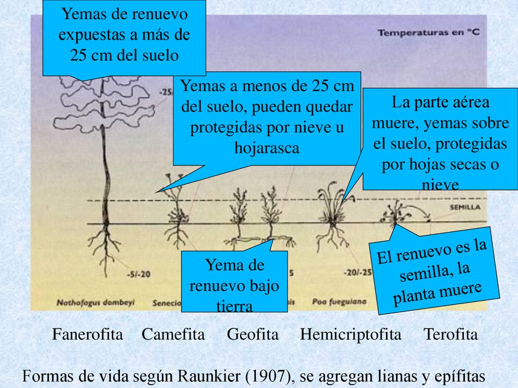 Yemas de renuevo expuestas a más de 25 cm del suelo