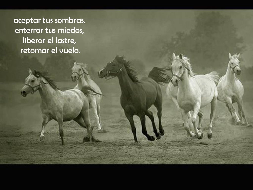aceptar tus sombras, enterrar tus miedos, liberar el lastre, retomar el vuelo.