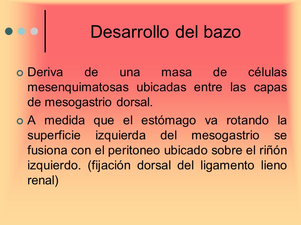 Desarrollo del bazo Deriva de una masa de células mesenquimatosas ubicadas entre las capas de mesogastrio dorsal.