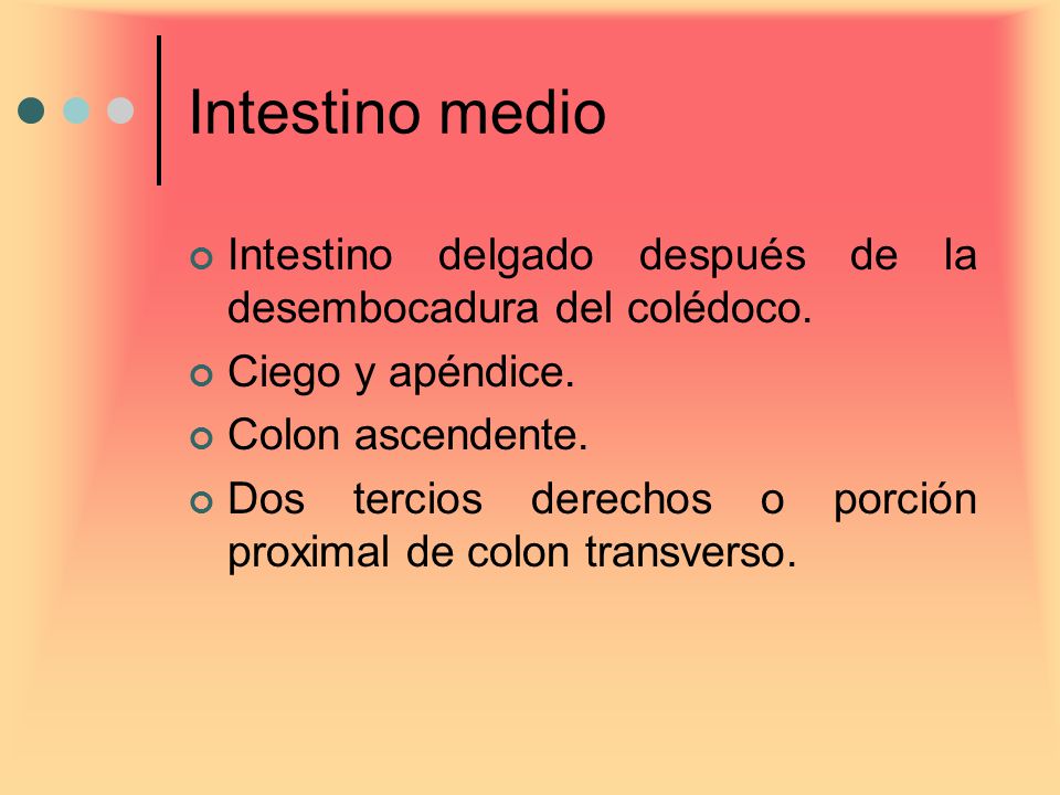 Intestino medio Intestino delgado después de la desembocadura del colédoco. Ciego y apéndice. Colon ascendente.