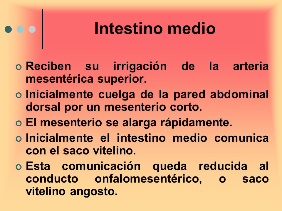 Intestino medio Reciben su irrigación de la arteria mesentérica superior. Inicialmente cuelga de la pared abdominal dorsal por un mesenterio corto.